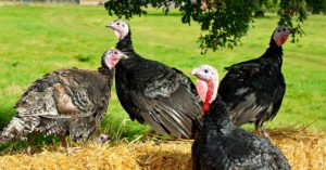 What Makes a Godwick Turkey Free Range Turkey Unique